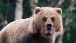 Медведь утащил ребенка из класса во время уроков