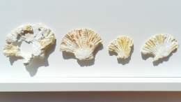 Опасный сувенир: россиянин незаконно привез из Вьетнама 16 кораллов