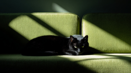 Умершие питомцы возвращаются к хозяевам: биолог собрал доказательства