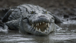 В Зимбабве из желудка аллигатора извлекли останки и бюстгальтер женщины