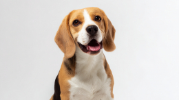 Ученые в США накачивали собак наркотиками и приучали хорьков к запойному пьянству