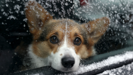 В Амурской области корги с хозяином едва не замерзли в авто