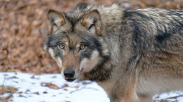 Волк сбежал из зоопарка в Японии