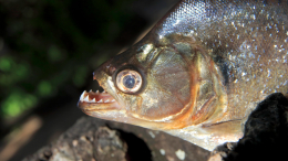 Упала в реку: пираньи растерзали двухлетнюю девочку