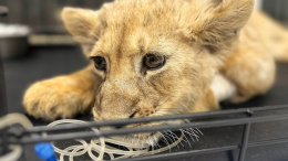 У изъятой у блогера в «Москва-Сити» львицы выявили вирусную лейкемию