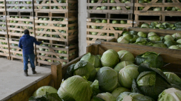 Овощи борщевого набора за год заметно подешевели в России