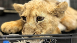 Изъятую в тяжелом состоянии у лакшери-блогера львицу спасают ветеринары