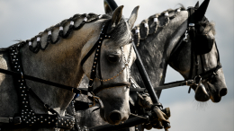 Выносливые и талантливые: как лошади снимаются в кино