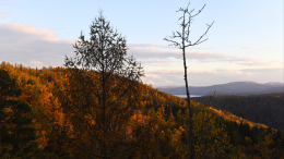 «Их могли забрать»: в день исчезновения Усольцевых в тайге видели два вертолета