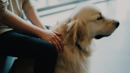 Теплый нос вместо укола: как кошки, собаки и пони лечат людей