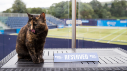 «Особенная»: в Британии отметили 30-летие самой пожилой кошки планеты