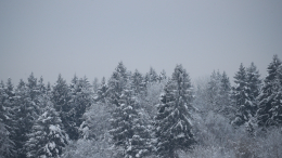 Семья с детьми исчезла в глухом лесу на Урале в новогоднюю ночь