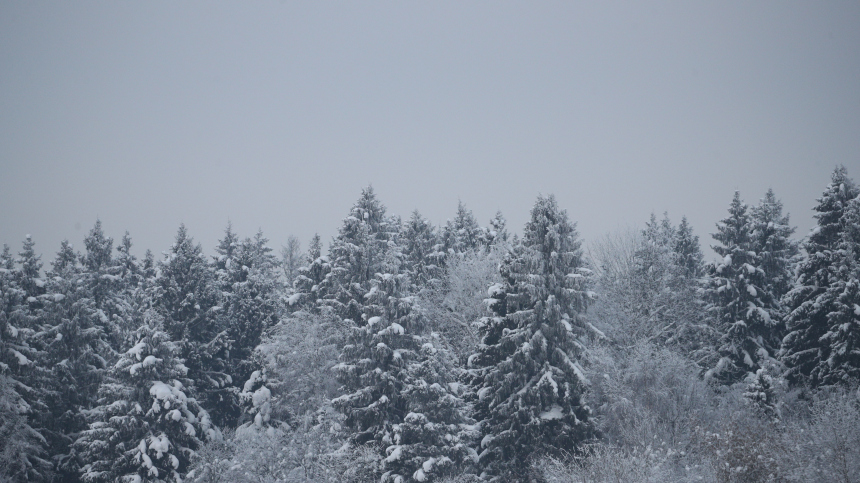 Семья с детьми исчезла в глухом лесу на Урале в новогоднюю ночь