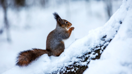 Лоси, белки и вековые дубы: лучшие зимние маршруты Москвы