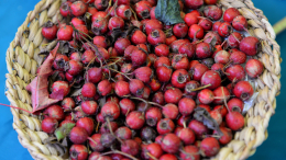 Шиповник, спортивные снеки и детское питание: на что появятся ГОСТы в 2026 году