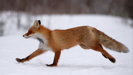 Лисы, совы, ласки: каких диких животных можно увидеть зимой в столице