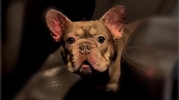 В Кемерове пожарные спасли 17 собак из горящего дома