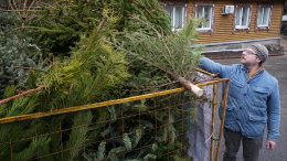 «Елочный круговорот»: куда сдать новогоднее дерево в Москве