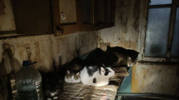 Собаку и 50 котов спасли из горящего дома в Калининграде