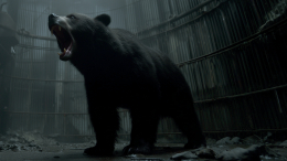 Житель Калифорнии выгнал жившего с ним 37 дней гигантского медведя