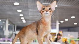 Кот из России признан самым красивым в мире по итогам рейтинга 2025 года