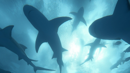 На туристический пляж выбросило тушу огромной беременной акулы-дракона