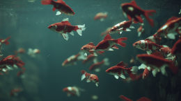 После катастрофы: как древнее вымирание запустило эволюцию всех рыб