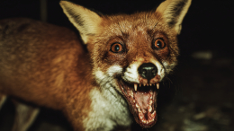 Бешенство у человека: что делать сразу после укуса животного и первые симптомы болезни