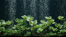 Море витаминов и защита от болезней: назван самый полезный продукт в мире