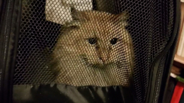 Мяуканье в трубе: застрявшего в дымоходе кота в Петербурге спасали две недели