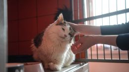 Свыше 100 животных из городских приютов обрели новый дом за праздники