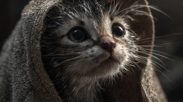 Польская туристка спасла тонущего котенка в Дубае