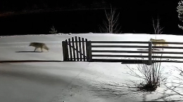 В Карелии подросток уже несколько лет добирается до школы через лес с волками