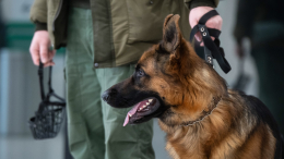 В Госдуме предложили наделить МВД полномочиями по делам о содержании животных