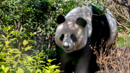 В Китае задержали двух мужчин за фейки о спаривании самцов большой панды
