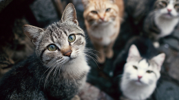 Житель Турции приютил десятки уличных кошек из-за морозов