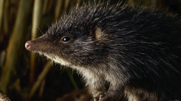 Старше мамонта: в России хотят возродить исчезающих русских выхухолей