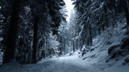 Пять часов по лесу с волками: пара из Петрозаводска чудом пережила экстремальный поход