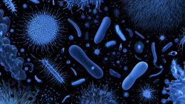 Невидимая угроза в воде: чем опасны плотоядные микроорганизмы