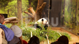 Возвращаются домой: Китай забрал двух панд из японского зоопарка