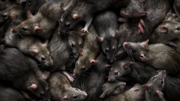 Триста крыс захватили частный дом в США