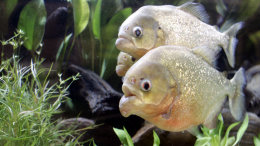 Зубастая угроза: на популярном курорте пираньи устроили охоту на людей