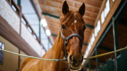 В железных контейнерах на морозе: зоозащитники требуют закрыть конюшню в Петербурге