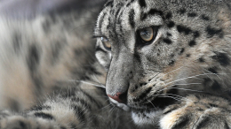 Запомнит на всю жизнь: барс напал на лыжницу, пытавшуюся сделать с ним селфи