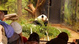 Япония прощается с пандами: зоопарк Уэно опустел впервые за полвека