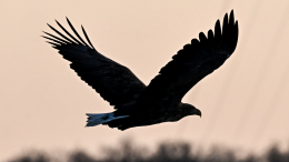 Следы из прошлого: птицы могли появиться на Земле гораздо раньше динозавров