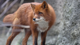 Лисы атакуют жителей городов: чем опасны такие встречи