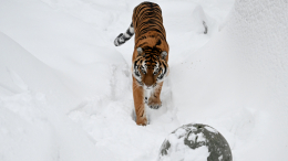 Еще раз привет: в Приморье повторно отловили выпущенного в дикую природу тигра