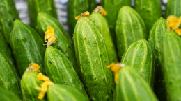 Лидер месяца по росту цен: почему в России подорожали огурцы