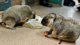 Сурки Сережа и Наташа предсказали, когда придет весна